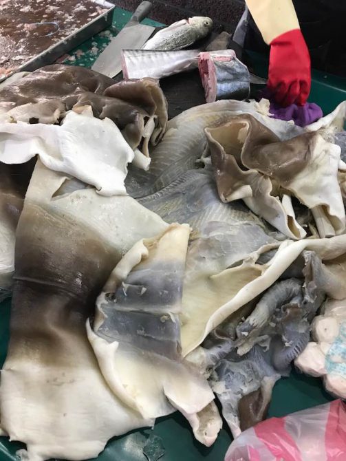 在菜市場看見全套石鯊魚皮