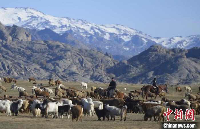草原盛會！秋季轉場時節新疆福海草原再現原生態牧歸盛況