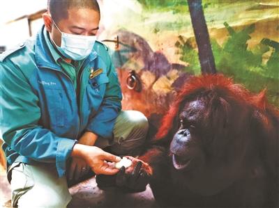 燉骨湯、加紅棗……動物園飼養員想轍給猩猩保溫