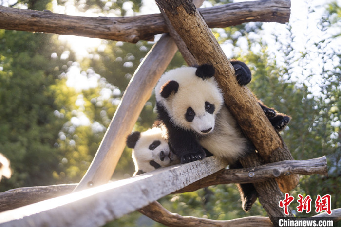 旅德大熊貓雙胞胎開始“斷奶” 體重已達30公斤