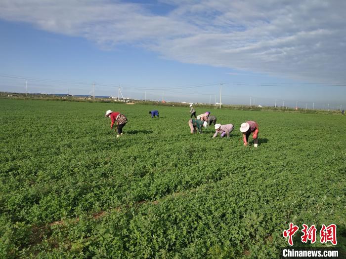 內蒙古農村扶貧見聞：土地流轉“轉”出脫貧致富路