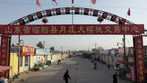 山東臨朐縣月庄“櫻桃”榜上有名