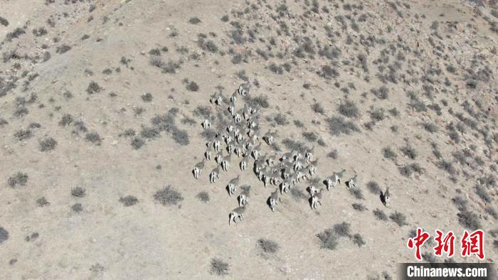 200多隻岩羊巡山 祁連山成野生動物天堂