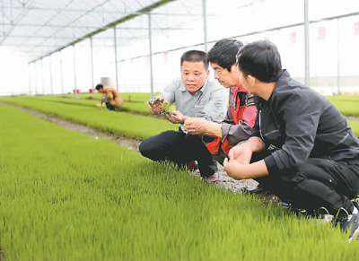 農業豐收打下好基礎_板橋葬儀社