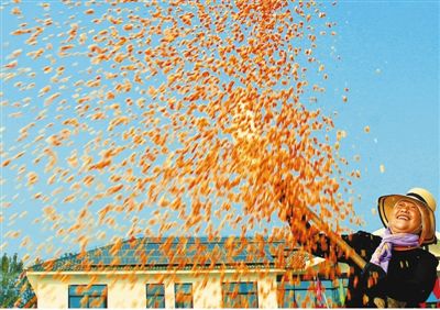 66384萬噸 今年全國糧食產量再創新高_金價查詢